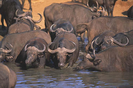 Buffalos drinking