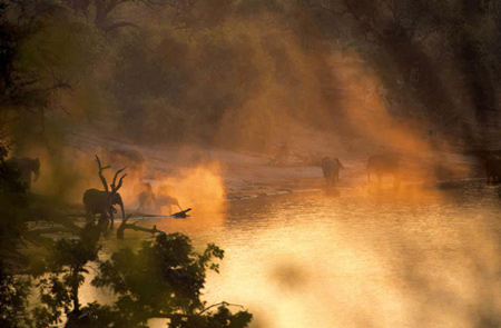 Elephants and misty river 