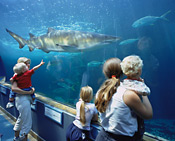 Predators Tank at the Two Oceans Aquarium