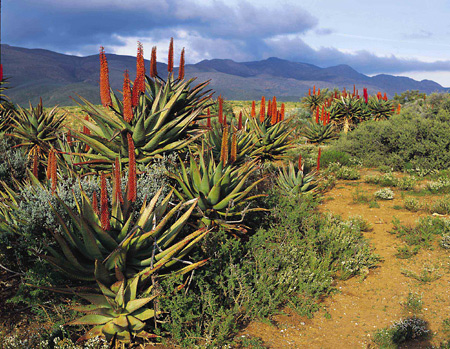 Aloes near Cango Caves