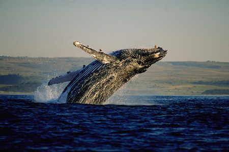 Humpback Whale, Hermanus, South Africa