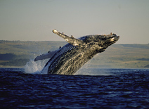 Humpback Whale, Hermanus
