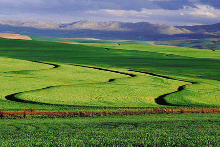 Green Barleyfields showing contours in the Overberg