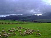 Sheep grazing near Swellendam, South Africa