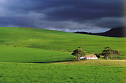Green Wheatfields in the Overberg, South Africa