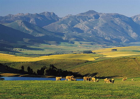 Sheep and maize fields, Caledon, South Africa