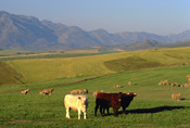 Wheatfields and cattle - Caledon, South Africa