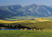 Sheep and maize fields, Caledon, South Africa