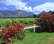 Vineyards near Franschhoek, South Africa