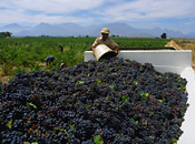Harvesting Grapes near Du Toit's Kloof, South Africa