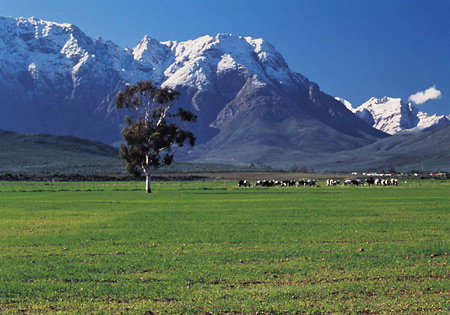 Cattle grazing, Worcester, South Africa