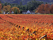 Hex River Wine Farm, South Africa