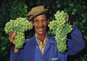 Harvesting grapes, Stellenbosch, South Africa