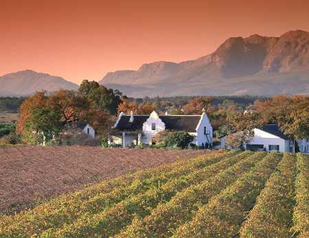 Wine Estate, Paarl Region of South Africa