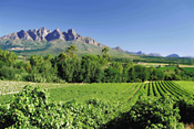 Vineyards near Franschhoek, South Africa