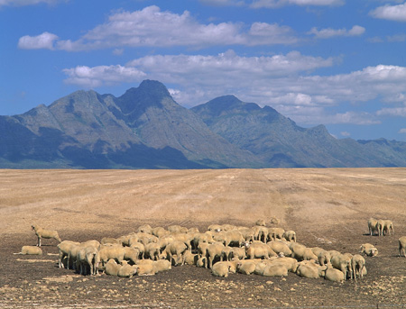 Sheep farm near Piketberg, South Africa