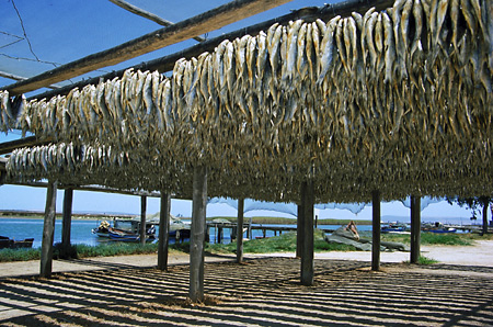 Bokkoms (drying fish), Velddrift, West Coast, South Africa