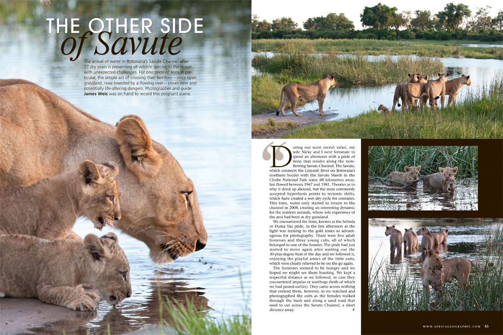 Lions and Savute Channel - Africa Geographic article, April 2010 - © James Weis