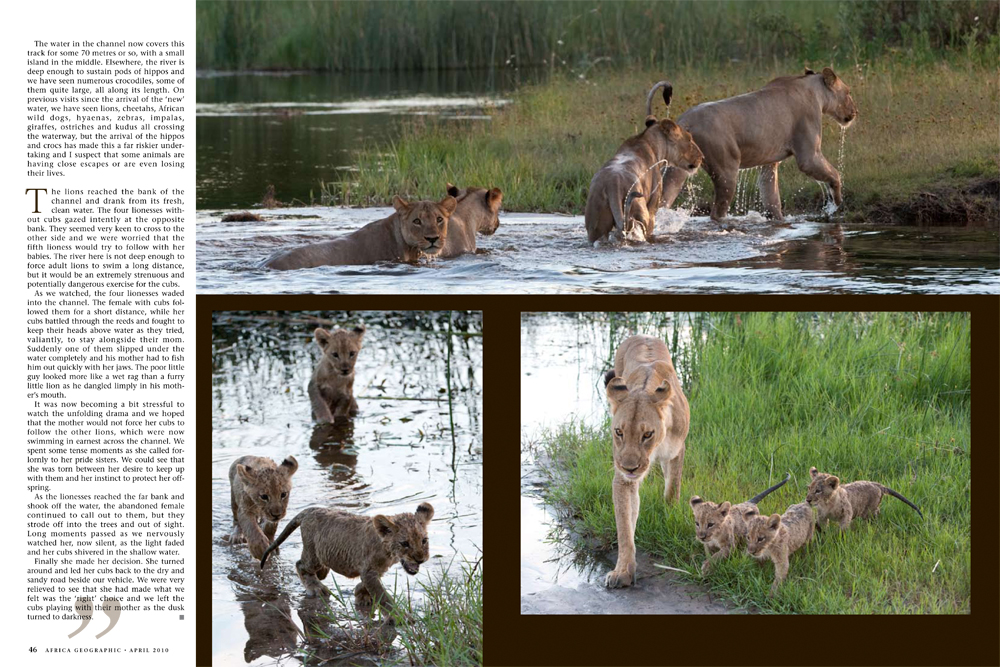 Lions and Savute Channel - Africa Geographic article, April 2010 - © James Weis