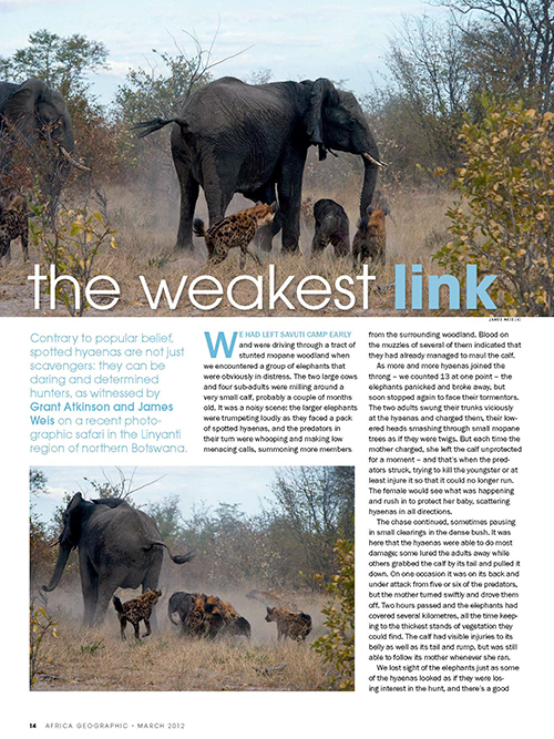 The Weakest Link - Africa Geographic article, March 2012 - © James Weis