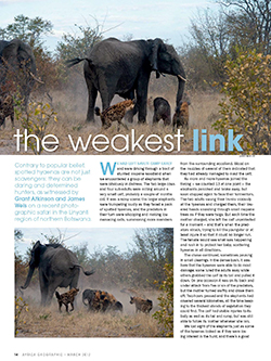 James' article on hyenas hunting a baby elephant in Africa Geographic magazine