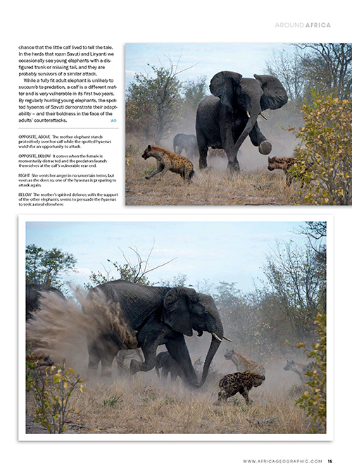 The Weakest Link - Africa Geographic article, March 2012 - © James Weis