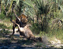 Hyena takes their kill!