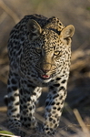 Male leopard cub at Tubu Tree
