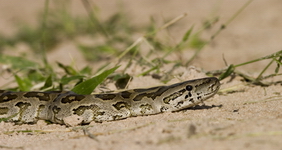Southern African Python at Tubu Tree camp