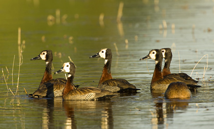 White-faced Ducks enjoying the water in the Channel
