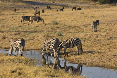 Zebras and Wildebeests - this is over 4 kilometers down the channel