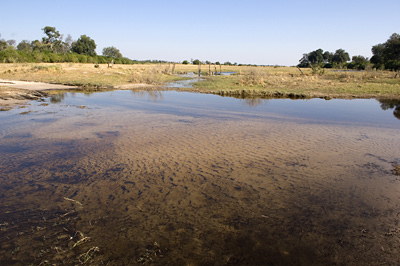 Water in the channel just north of the old mopane bridge