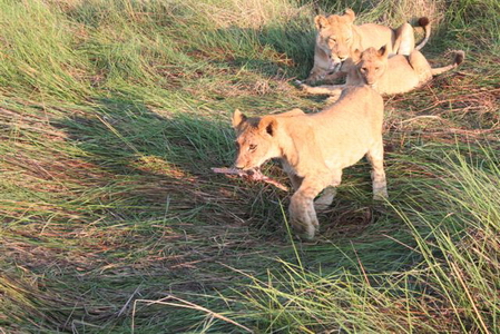 Lion cubs at Kwetsani