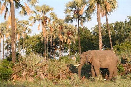 Elephant at Kwetsani
