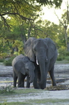 Elephants at Little Vumbura