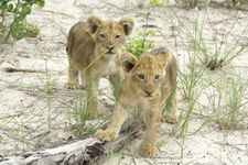 Kubu cubs at Little Vumbura