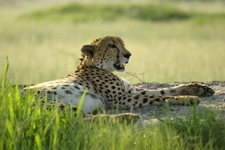 Male cheetah at Little Vumbura