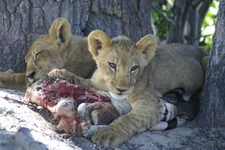 Older cubs at Little Vumbura