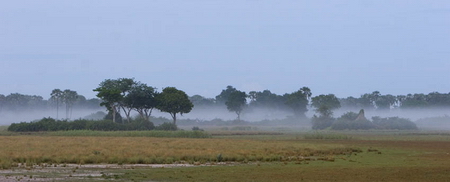 Misty morning at Tubu Tree