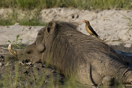Warthog and Oxpecker