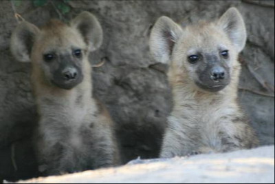 Hyena den at Vumbura