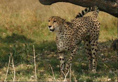 Cheetah at Vumbura