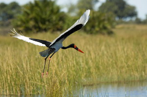 Saddle-billed Stork at Duba