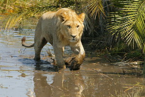"Junior", a 2-yo male lion at Duba