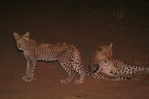 Leopard and cub at Ruckomechi