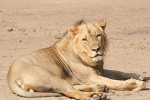 Male Lion at Ruckomechi