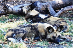 Wild Dogs at Tubu Tree camp