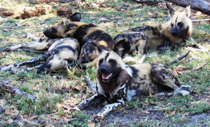 Wild Dogs at Tubu Tree camp