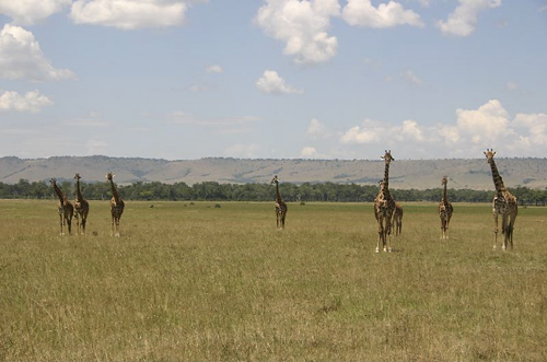 giraffes in the masai mara