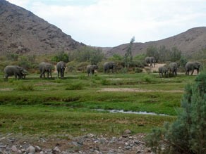 Elephants at Damaraland Camp